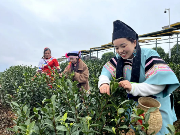 有关于新年新茶“第一采” 普安春茶富山乡的内容