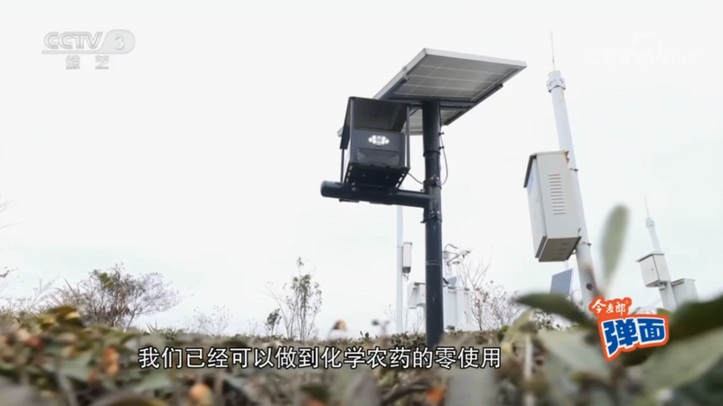 关于CCTV-3报道安溪“三茶统筹”经验做法的新闻(1)