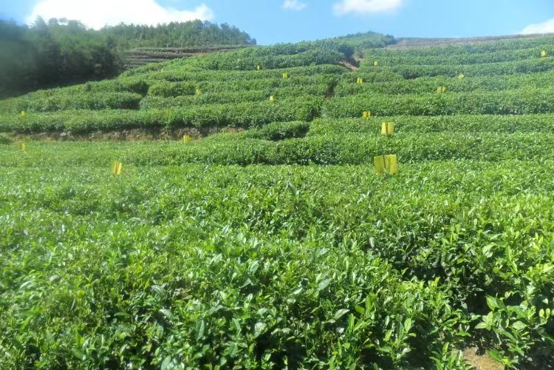 有关于泰顺县一茶叶专业合作社入选2022年度国家级生态农场的新闻