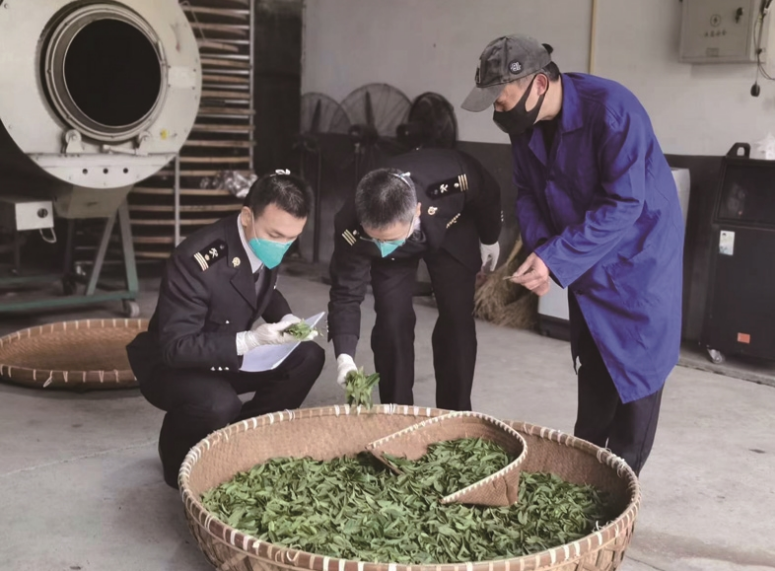 有关于首批平阳茶叶出口智利 温州茶叶出口实现“零突破”的最新消息