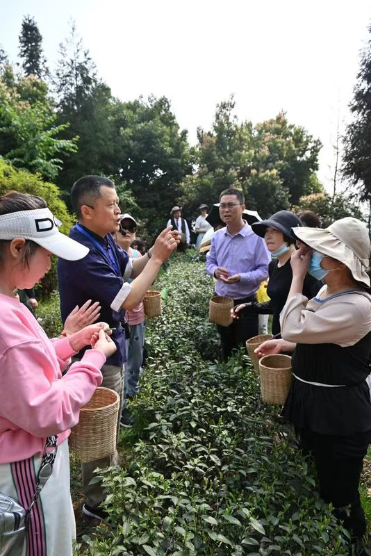关于曾志东：为高质量发展蒙顶山茶献言献策的新闻(4)