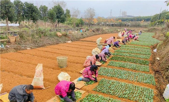 关于茶叶“出圏”让贵州湄潭连续三年位居中国茶业百强县榜首的内容(1)