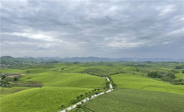 关于茶叶“出圏”让贵州湄潭连续三年位居中国茶业百强县榜首的内容
