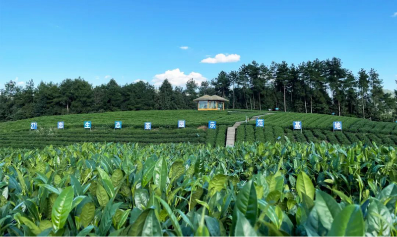 有关于茶园基地：27度恋生态茶园基地冬肥发放的相关信息(3)