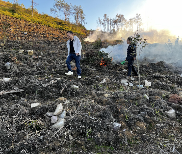 关于管阳镇开展2023年第1次集中拔除毁林种茶新种茶苗活动的资讯(1)