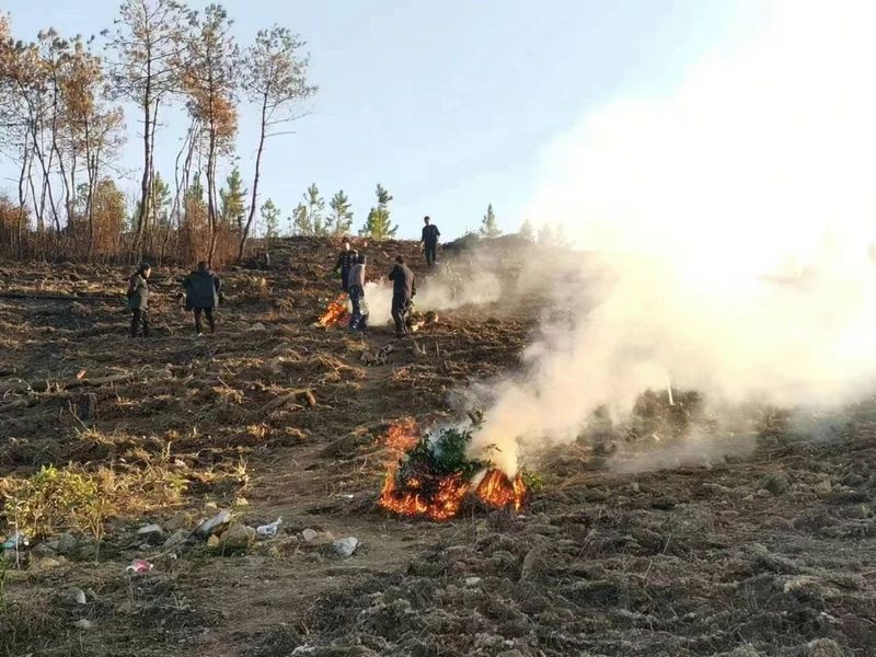关于管阳镇开展2023年第1次集中拔除毁林种茶新种茶苗活动的资讯