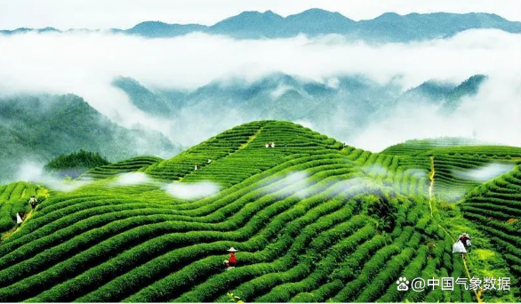 有关于一杯“中国茶”里到底藏着哪些气象智慧？的新闻