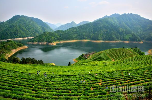 有关于中国茶事!安化:24小时与茶为伴的资讯