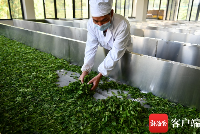 有关于海南大叶种探寻“破局之道”的相关信息(3)