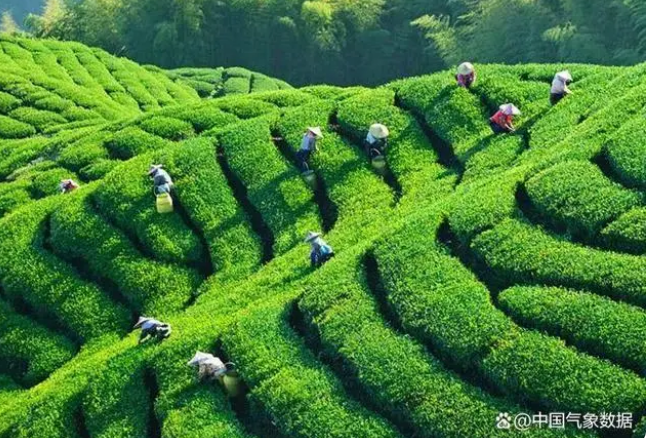 有关于气候变化背景下，你爱喝的茶变了吗？的相关信息