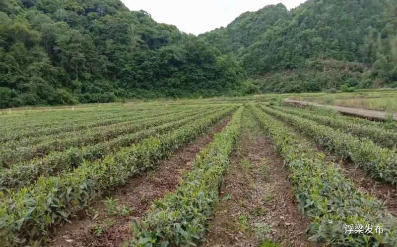 有关于浮梁人文：磻溪问茶的新闻(1)