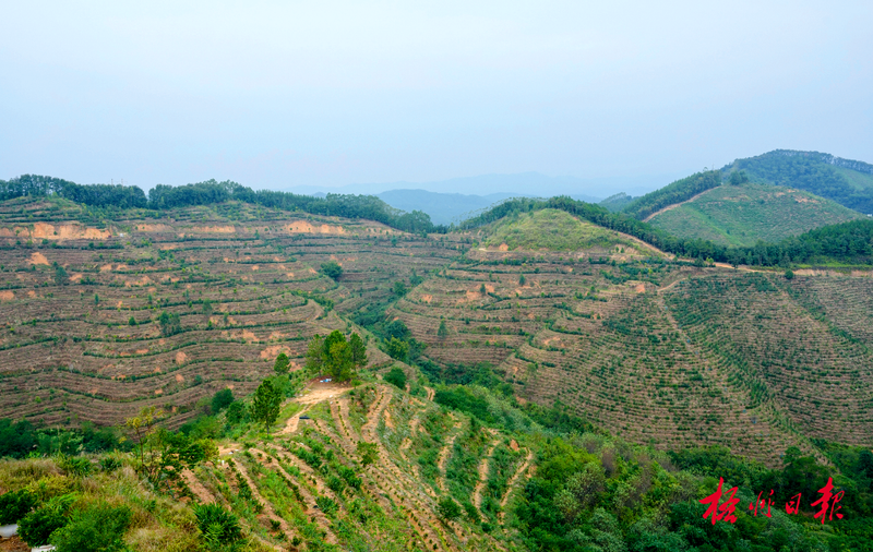 有关于六堡茶出口迎来“开门红”的资讯