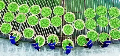 有关于茶文化与网络文艺的诗意相融的资讯(1)