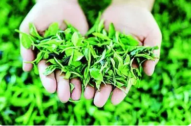 有关于茶文化与网络文艺的诗意相融的资讯