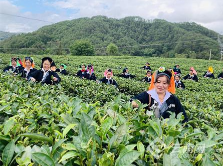 有关于红河县：让一片片小小的茶叶变成群众增收致富的"黄金叶"的消息(4)