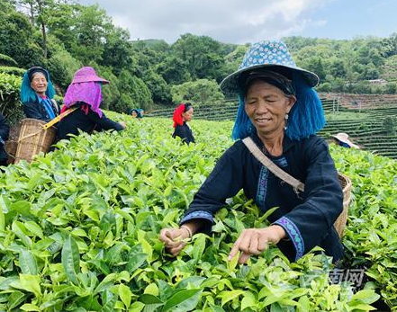 有关于红河县：让一片片小小的茶叶变成群众增收致富的"黄金叶"的消息(3)