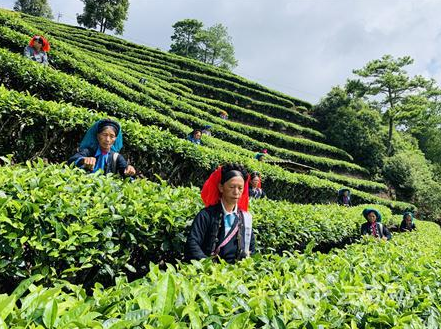 有关于红河县：让一片片小小的茶叶变成群众增收致富的"黄金叶"的消息(1)