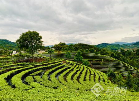 有关于红河县：让一片片小小的茶叶变成群众增收致富的"黄金叶"的消息