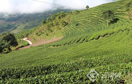 有关于红河县：让一片片小小的茶叶变成群众增收致富的"黄金叶"的消息(2)