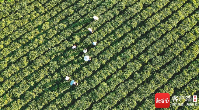 关于茶人的坚守——匠心制作海南好茶的内容