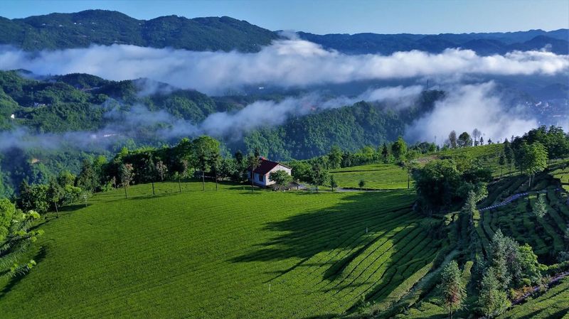 有关于茶叶香飘“振兴”路——五峰绿色融合推动茶产业高质量发展的信息