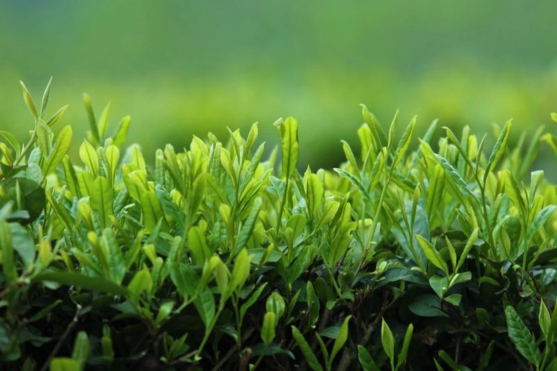 有关于茶叶香飘“振兴”路——五峰绿色融合推动茶产业高质量发展的信息(3)