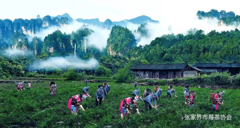 有关于“张家界莓茶”入选全国商标品牌建设优秀案例的最新消息(3)