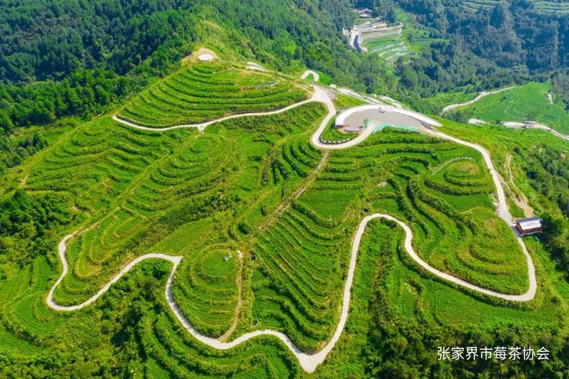 有关于“张家界莓茶”入选全国商标品牌建设优秀案例的最新消息(2)