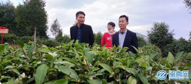 有关于诏安礤岭：推进茶叶生产许可证工作 当好领头羊的信息(1)