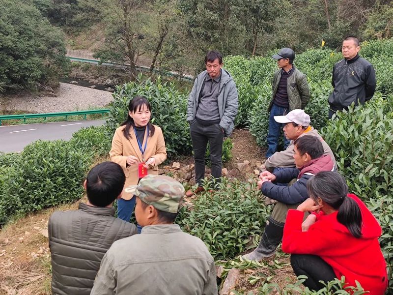 有关于徽茶产业成乡村振兴“硬核”力量的消息(1)