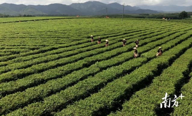 有关于南海明珠，琼岛“茗”片：中国茶产区巡礼的相关内容