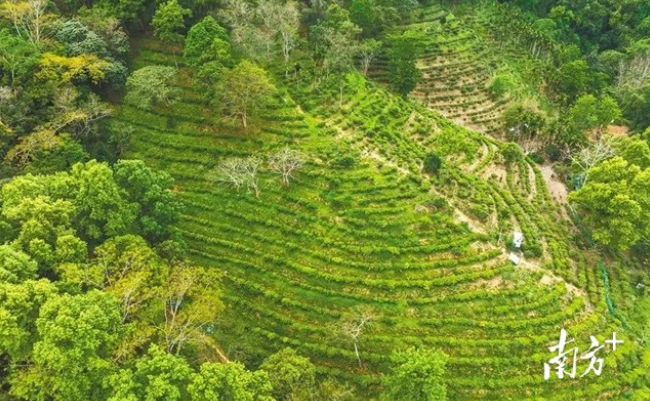 有关于南海明珠，琼岛“茗”片：中国茶产区巡礼的相关内容(1)