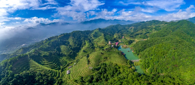 有关于安溪铁观音：2022中国企业家博鳌论坛指定用茶的深耕细作的相关信息(1)