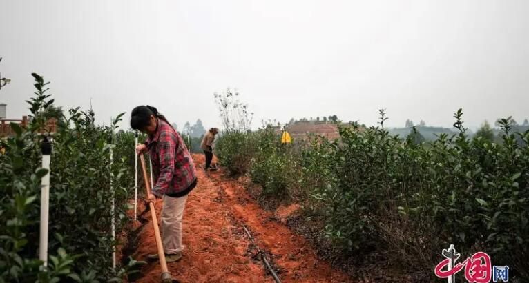 有关于宜宾翠屏：点叶成“金” 茶乡村8000亩茶园铺就乡村振兴之路的消息