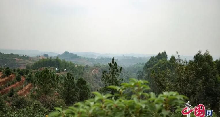 有关于宜宾翠屏：点叶成“金” 茶乡村8000亩茶园铺就乡村振兴之路的消息(1)