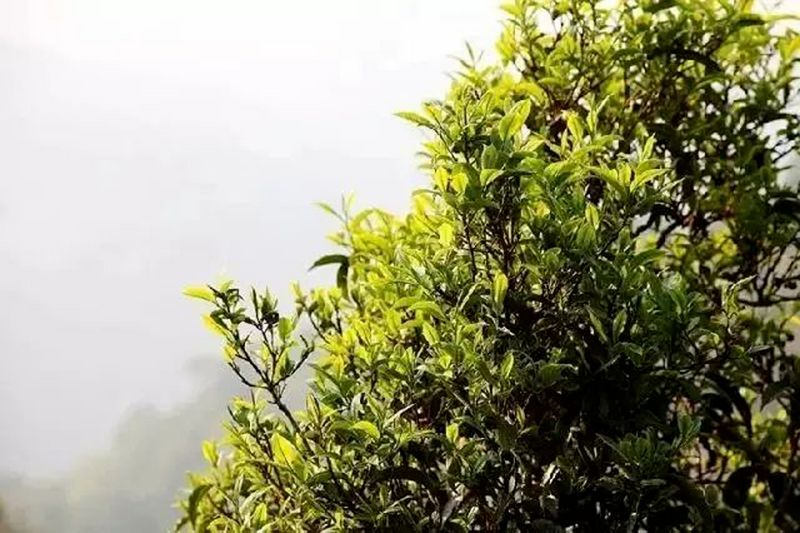 关于临沧耿马：以茶兴产 以茶促旅 以茶富民的相关信息(2)