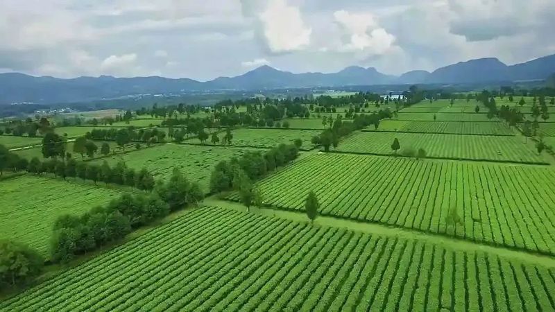 关于临沧耿马：以茶兴产 以茶促旅 以茶富民的相关信息