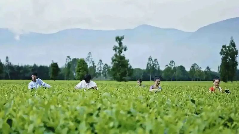 关于临沧耿马：以茶兴产 以茶促旅 以茶富民的相关信息(1)