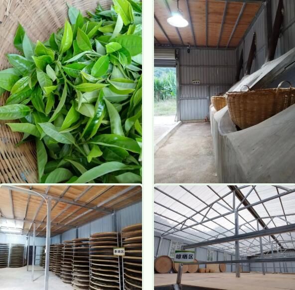 有关于茶叶飘香栗树乡，绿色产业助振兴的资讯(2)