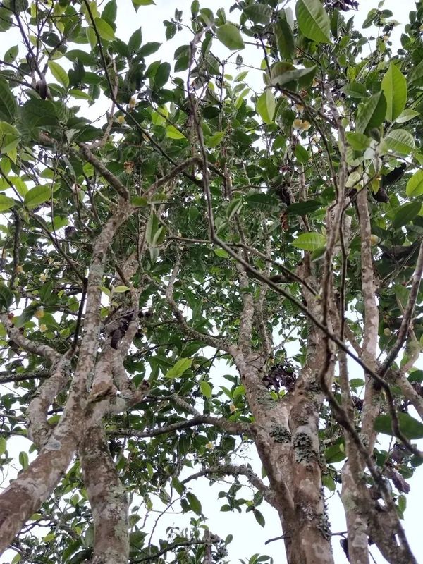 有关于茶叶飘香栗树乡，绿色产业助振兴的资讯