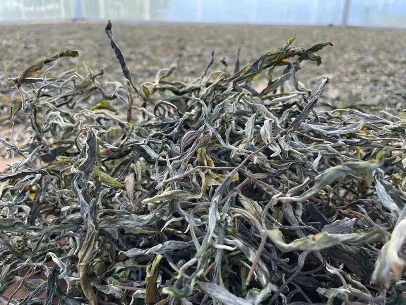 有关于茶叶飘香栗树乡，绿色产业助振兴的资讯(1)
