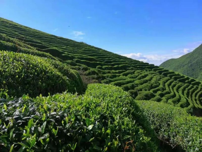 关于汉中第二批生态茶园风采——西乡、镇巴篇的消息(5)