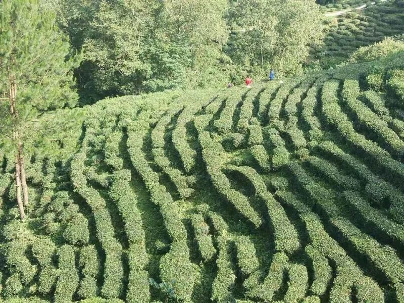 关于汉中第二批生态茶园风采——西乡、镇巴篇的消息(10)