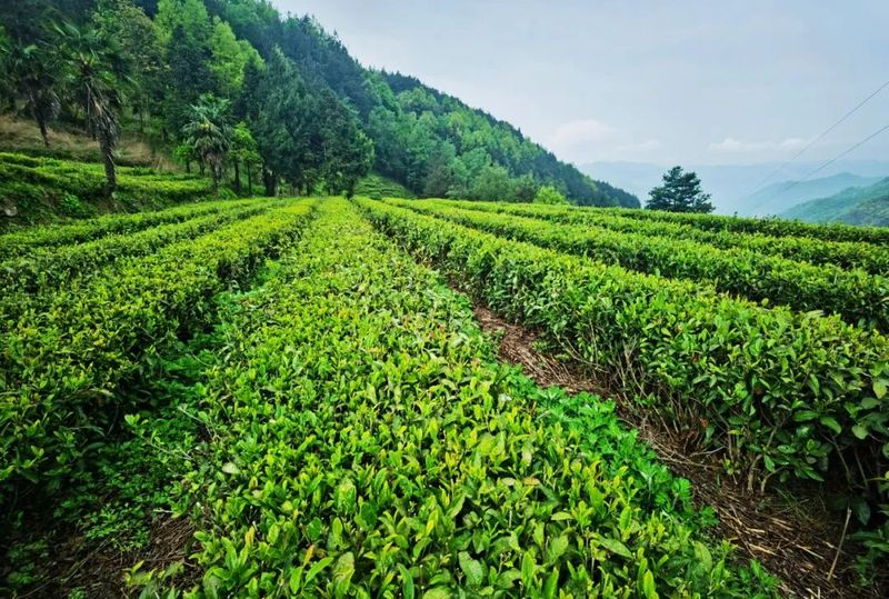 关于汉中第二批生态茶园风采——西乡、镇巴篇的消息(9)