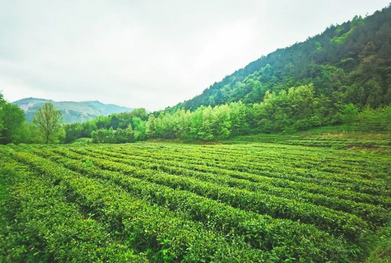 关于汉中第二批生态茶园风采——西乡、镇巴篇的消息(8)