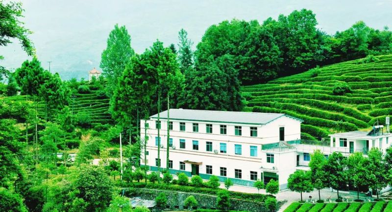 关于汉中第二批生态茶园风采——西乡、镇巴篇的消息(3)