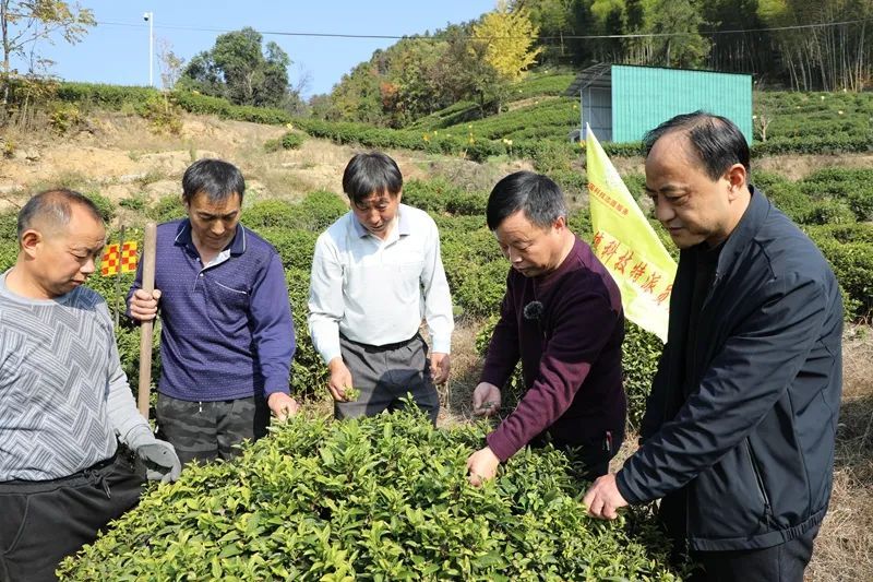 关于岳西：科技下乡助推茶产业发展的资讯