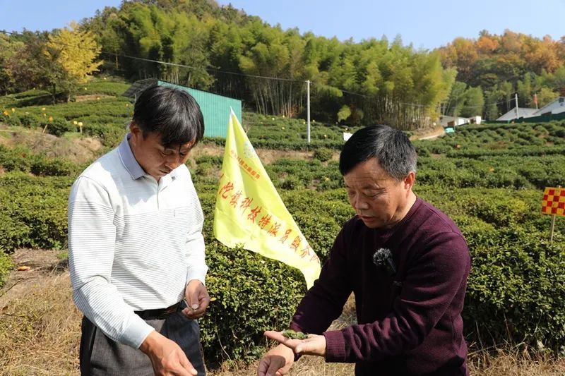 关于岳西：科技下乡助推茶产业发展的资讯(1)