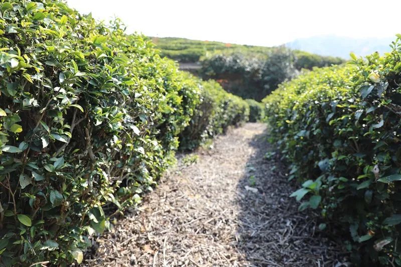 关于岳西：科技下乡助推茶产业发展的资讯(3)