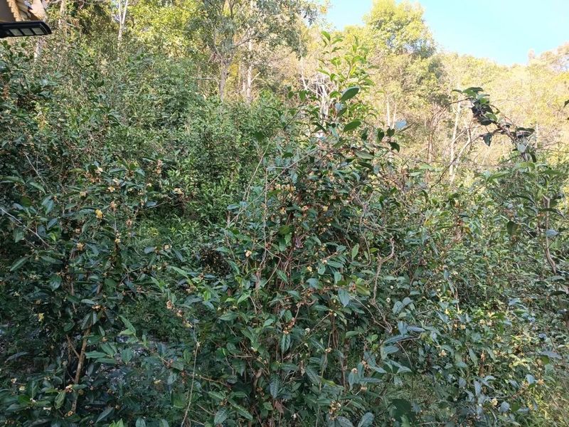 有关于勐腊县市场监督管理局：全面规范茶叶初制所建设的资讯